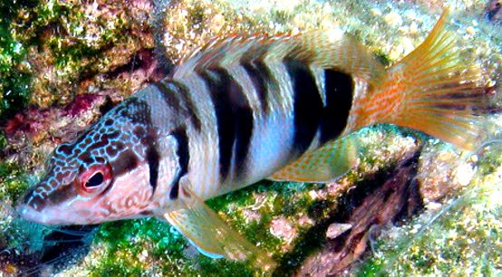 Serranus scriba_006.jpg